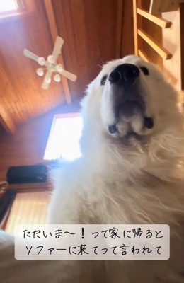 ソファにきてほしいわたまるくん