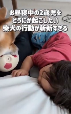 ボールを持ってくる柴犬