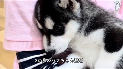 ピンクの服を着た人に抱きかかえられるハスキー犬