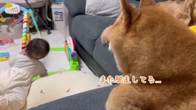 「また脱走してる…」