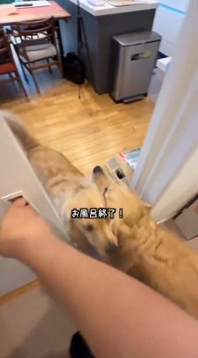 ドアの前ですれ違う2匹の犬