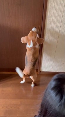 ついにおじいちゃんの部屋を出禁に!