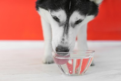 水を飲む犬