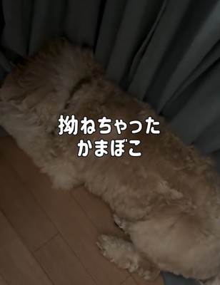 拗ねたかまぼこちゃん