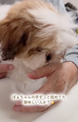 おばあちゃんの手を舐める