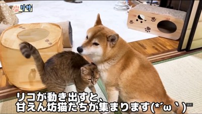 犬に体をすり寄せる猫