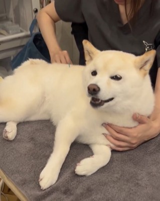 針を打てた柴犬