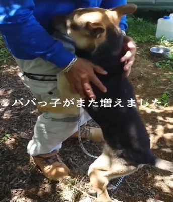 飼い主にくっつく犬1