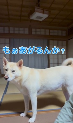 きなこちゃんとおじいちゃんのやり取り