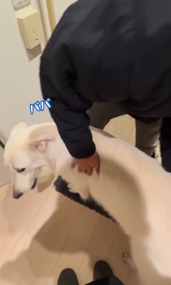 パパが隠れた時のれお君⑩