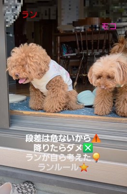 ランちゃんの隣に並ぶ犬