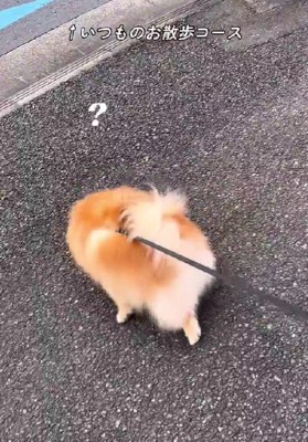 お散歩中のこむぎちゃん