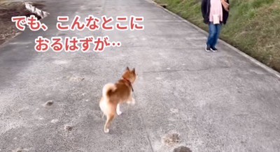 女性に近づく柴犬