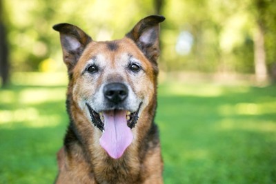 笑顔の茶のシニア犬、屋外の緑の背景