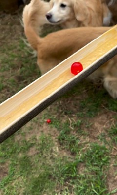 流しそうめんをする大型犬3頭2