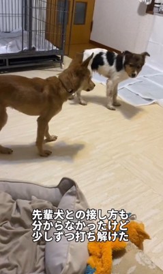 同居犬に馴染めない