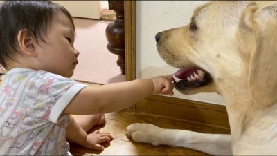 クリーム色の犬の舌に指を当てる赤ちゃん