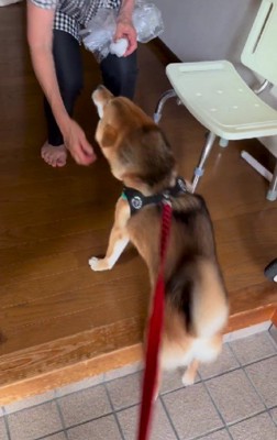 愛が止まらないはちちゃんでした