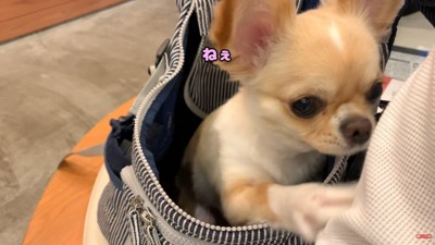 「ねえ、帰ろうよ!」