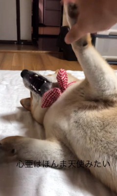 仲睦まじい様子にホッコリ