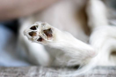 白い犬、足の肉球