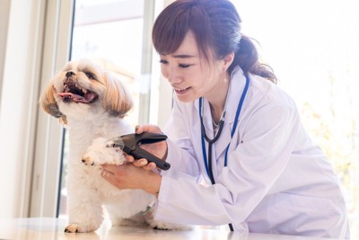 犬の爪切りをする獣医