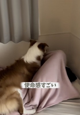 やる気に満ちているイギーくん