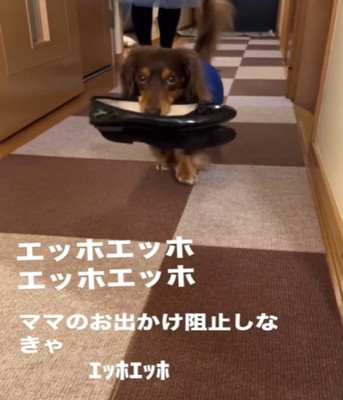 靴をくわえて歩く犬2