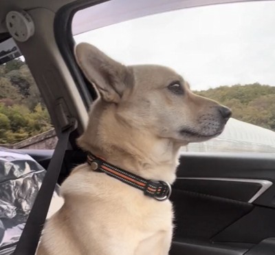 前方を一点に見つめる犬
