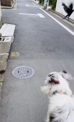 飛んでいくカラスを見る犬