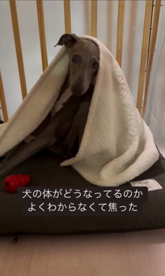 ソファで丸まるプットくん5