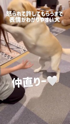 しゃがんでいる女性に飛びつく犬