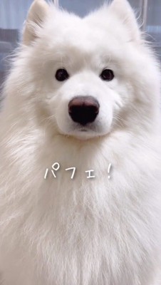 飼い主を見つめる犬