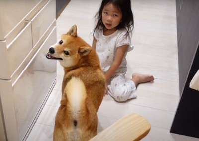 こちらを見る犬