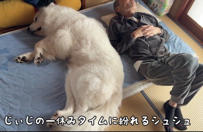布団で一緒に寝そべる犬