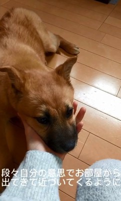 手のひらにあごを乗せるラムちゃん