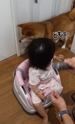 部屋に入ってくる柴犬