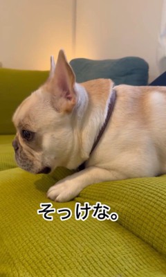 ちはやちゃん&いろは君の外出時と帰宅時の反応4