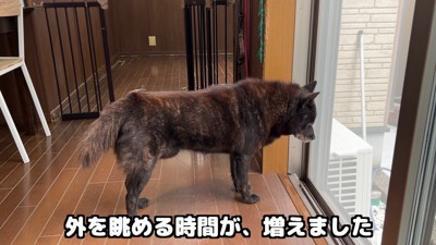 寂しそうに外を見ている一休くん