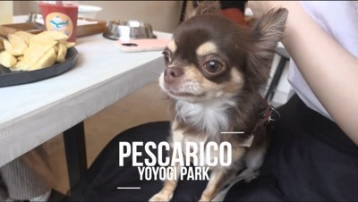 店内で飼い主の膝の上に乗る黒いチワワ