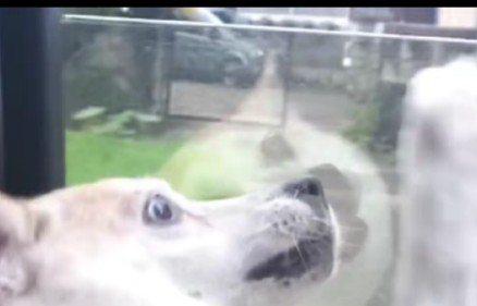 「たおれる~!!」