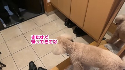 犬の後姿