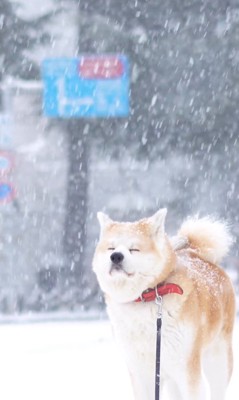 はるノ嬢ちゃんはへっちゃら♪