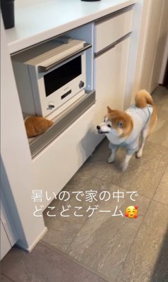 おもちゃ探しゲームをする忠太くん9