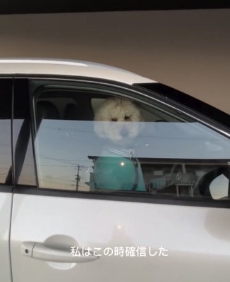 窓から顔を出す犬