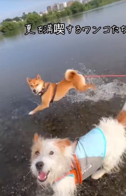 水場で走り回る犬達