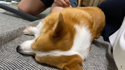 横になる犬の頭