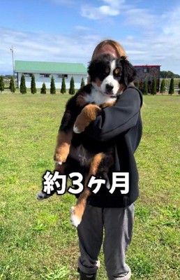 バーニーズらしさがアップ