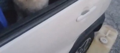 散歩終わり、りんたろーさんは車の中に