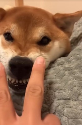 目を開ける柴犬